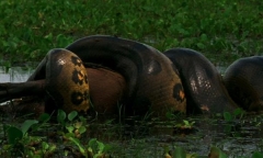 Video: Trăn anaconda xanh khổng lồ đoạt mạng chuột lớn nhất thế giới