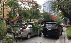 Hà Nội: Cây phượng gãy ngang thân, đè trúng 2 xe ô tô 