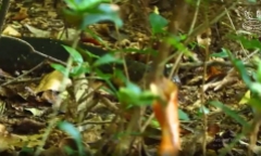 Video: Cầy mangut đụng độ rắn hổ mang cực độc và cái kết khó tin