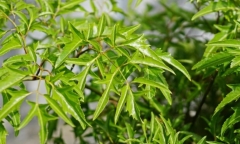 Cây đinh lăng ra hoa có tốt không?