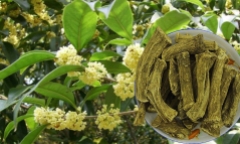 Cây mộc hương có tác dụng gì?