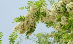Có nên trồng cây hoa hòe trong nhà?