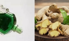 Nhỏ dầu gió vào gừng tươi có tác dụng gì