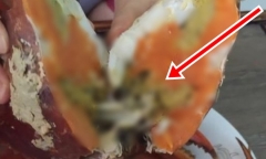 Dùng phí sinh hoạt cả tháng chỉ để mua 1 con cua, thanh niên hồi hộp tách đôi và cái kết muốn 