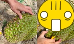 Thanh niên khui trúng trái sầu riêng bị 