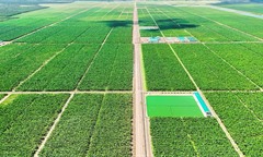 Vì sao Công ty cổ phần Nông nghiệp Trường Hải bị xử phạt?