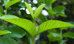 Loại lá quen thuộc giúp 