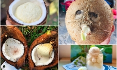 Thứ bên trong quả dừa tưởng bỏ đi, ai ngờ là món 