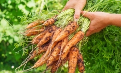 Cà rốt - loại củ mùa đông tăng cường miễn dịch nhưng ai không nên ăn?
