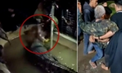 Clip: Người đàn ông bị cá sấu ngoạm tay, lôi xuống nước khi đang cho ăn