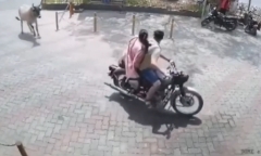 Bò bất ngờ nổi điên, rượt đuổi, tấn công người phụ nữ ngay giữa phố