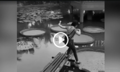 Video: Hồn nhiên bước lên lá sen, cô gái nhận kết đắng