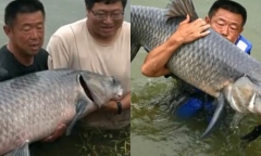 Câu trúng cá chép khổng lồ 75kg, ngư dân bị kéo xuống hồ 6 lần liên tiếp 
