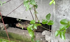 Kỳ đà