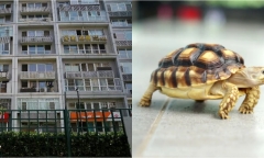 Bị rùa của hàng xóm rơi trúng đầu, bé 3 tuổi tử vong thương tâm ở Trung Quốc