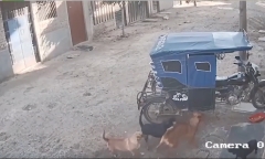Video: Cái kết đắng cho chú chó hổ báo bắt nạt đồng bọn 
