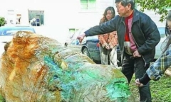 Lão nông mò được đá quý trị giá nghìn tỷ
