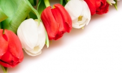 Ý nghĩa những loài hoa tặng vợ ngày 20/10