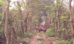 Vụ chặt cây xanh: Phó Thủ tướng yêu cầu khẩn trương thanh tra 