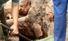 Vụ chặt cây xanh: Phó Thủ tướng yêu cầu khẩn trương thanh tra 