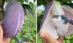 Loại quả 