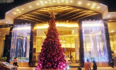 Những cây thông Noel 