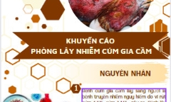 Khuyến cáo phòng lây nhiễm cúm gia cầm