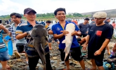 Người dân nô nức đổ về hồ Trị An bắt cá khổng lồ