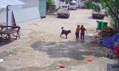 Cụ bà qua đời thương tâm vì bị chó dữ tấn công, hành động của người tài xế gần đó gây phẫn nộ