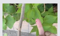 Vụ cô giáo mầm non lấy gai bưởi châm vào học sinh: Công an Thái Bình vào cuộc xác minh