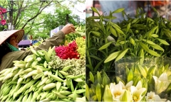 Hoa loa kèn đầu mùa xuống phố được khách hàng săn đón