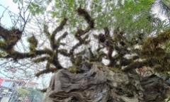 Hà Nội: 9 cây nhất chi mai 