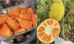 Mít ruột đỏ tăng giá kỷ lục, bán 1 trái mít được 1 triệu đồng