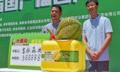 Quả sầu riêng 7kg bất ngờ được trả giá hàng tỷ đồng