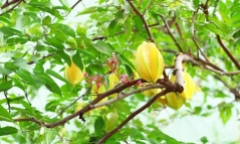 Theo phong thủy nên trồng khế chua hay khế ngọt?