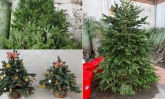 Thông tươi nhập khẩu tiền triệu đắt khách dịp Giáng sinh