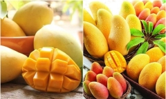 Đi chợ, chọn xoài dài hay xoài tròn
