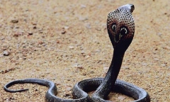 Suýt mất mạng vì một sai lầm sau khi bị rắn cắn