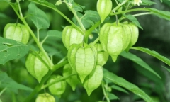 Loại rau “nhà nghèo” mọc đầy bên đường được ví như “thần dược” ngừa đột quỵ