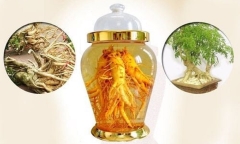 4 tác hại của rượu đinh lăng nếu uống sai cách
