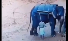 Video: Bị đánh vào chân, con voi khổng lồ hất ngã người huấn luyện