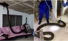 Clip: Kinh hãi phát hiện trăn khổng lồ dài 3m bò lổm ngổm trên sofa