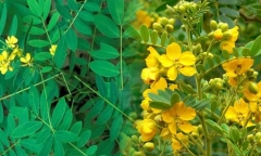 Tác dụng thần kỳ của cây phan tả diệp