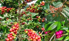Cây sắn thuyền có công dụng gì?