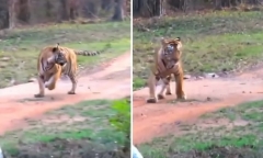 Video: Cầy mangut đụng độ rắn hổ mang cực độc và cái kết khó tin