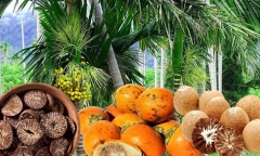 Giá cau tăng kỷ lục, công dụng 