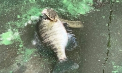 Video: Cầy mangut đụng độ rắn hổ mang cực độc và cái kết khó tin