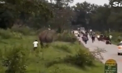 Clip: Du khách bị voi hoang giẫm đạp trọng thương vì liều mạng selfie cùng