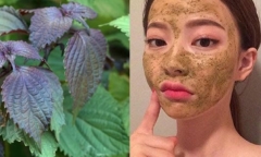 Loại lá rẻ bèo, xuất hiện nhiều ở Việt Nam có tác dụng 