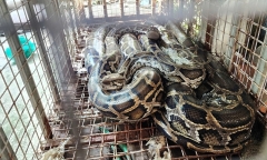 Tin tức thời sự hôm nay (5/2): Người dân Thủ Đức giao 3 con trăn cho kiểm lâm